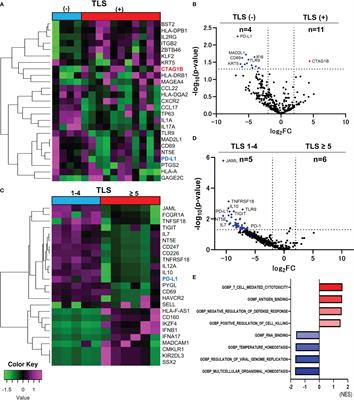 Tumor immune microenvironment of cutaneous angiosarcoma with cancer testis antigens and the formation of tertiary lymphoid structures
